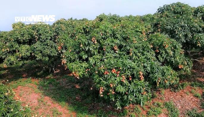 Vải Bắc Ninh mất mùa, 1 vườn vải u trứng vẫn bán giá kỷ lục - Ảnh 3