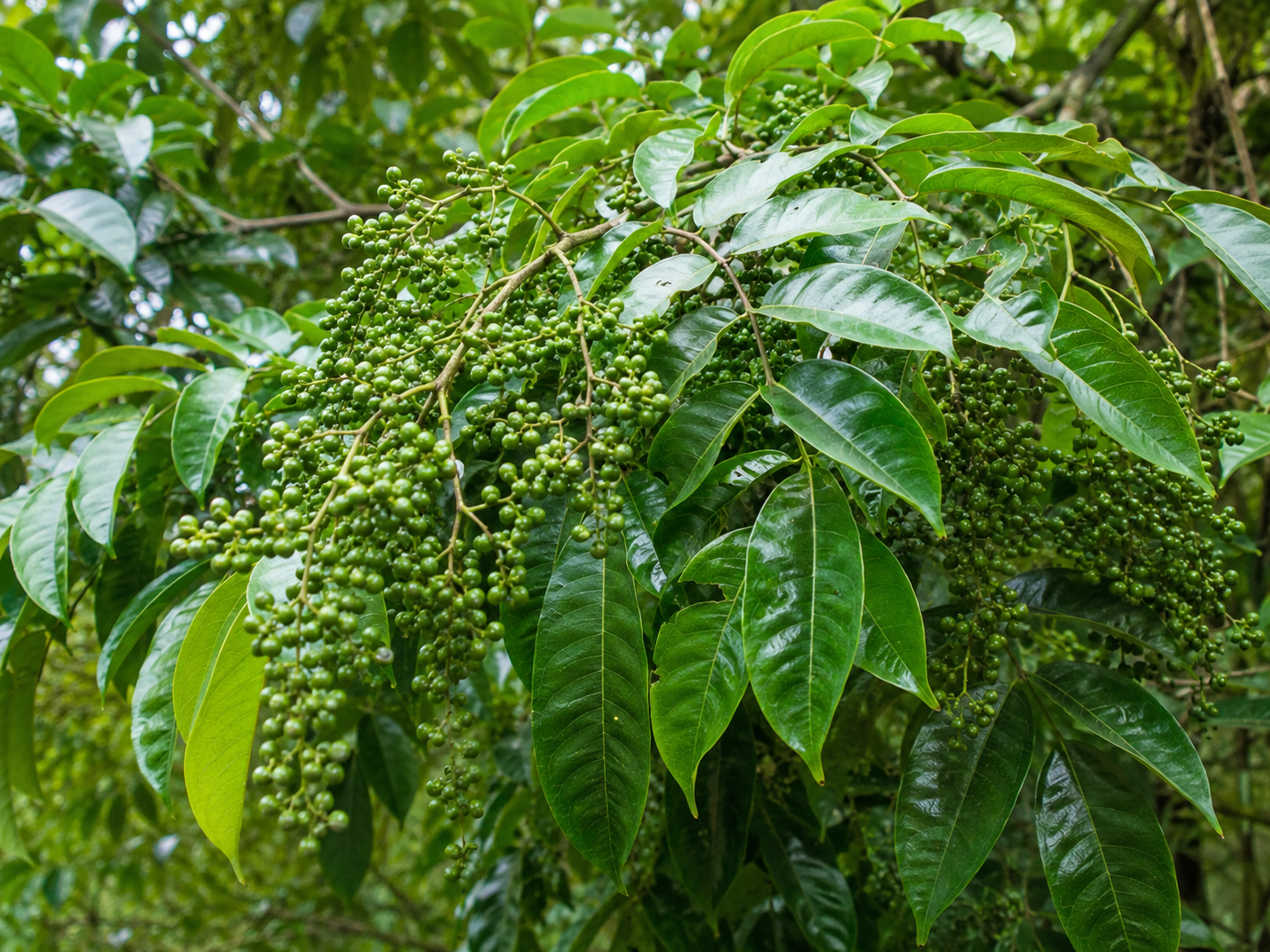 Thứ quả rừng từng rẻ như cho nay giá vọt lên 350.000đ/kg: 'Đệ nhất gia vị' được dân sành ăn săn lùng - Ảnh 1