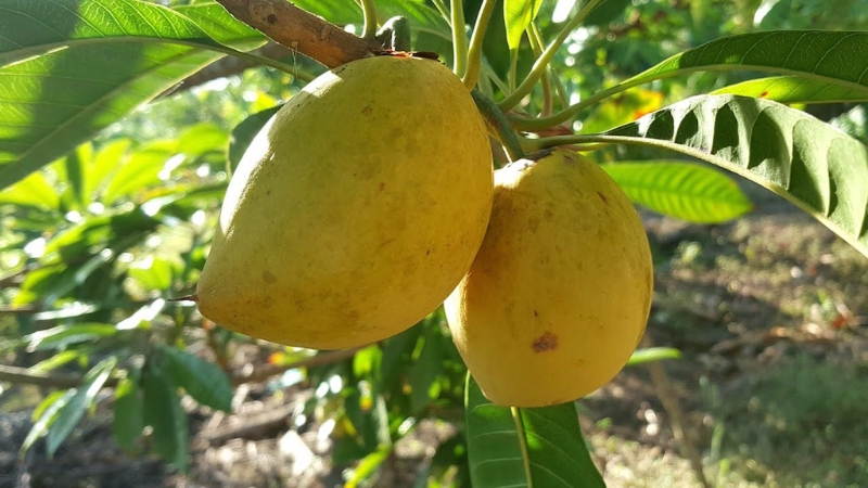 Từng rụng đầy gốc không ai hái, loại quả quê này sang trời Tây bỗng thành 'vàng ròng' giá 2 triệu/kg - Ảnh 1
