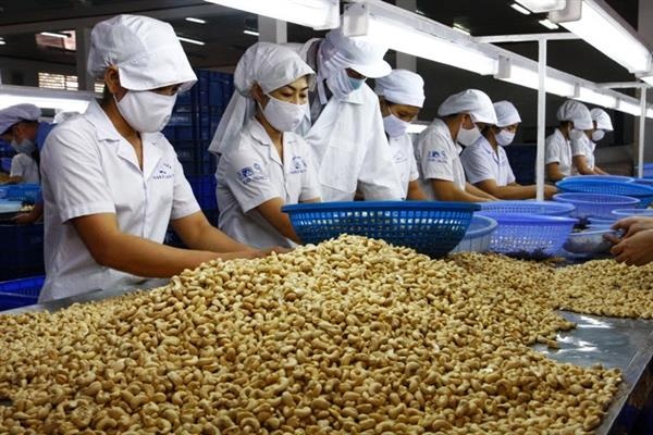 Ngành điều Việt Nam: Từ 'công xưởng chế biến' tới bài toán thương hiệu - Ảnh 1