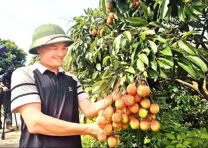 Vải Bắc Ninh mất mùa, 1 vườn vải u trứng vẫn bán giá kỷ lục - Ảnh 2