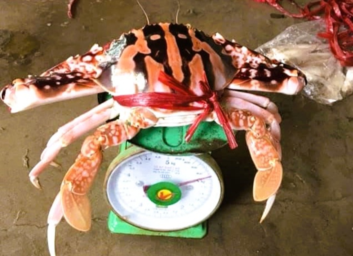 Ghẹ đỏ là hải sản gì mà có giá tới 1,7 triệu đồng/kg ở Sầm Sơn - Ảnh 1