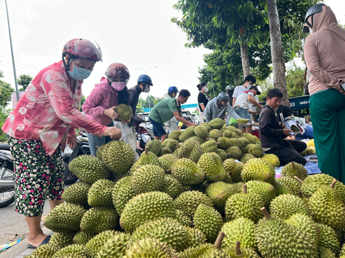 Sầu riêng lấy lại đà tăng giá - Ảnh 1