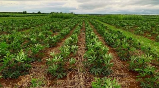 Mỏ 'vàng trắng dưới lòng đất' của Việt Nam vừa đón tin cực vui từ Hàn Quốc - Ảnh 1