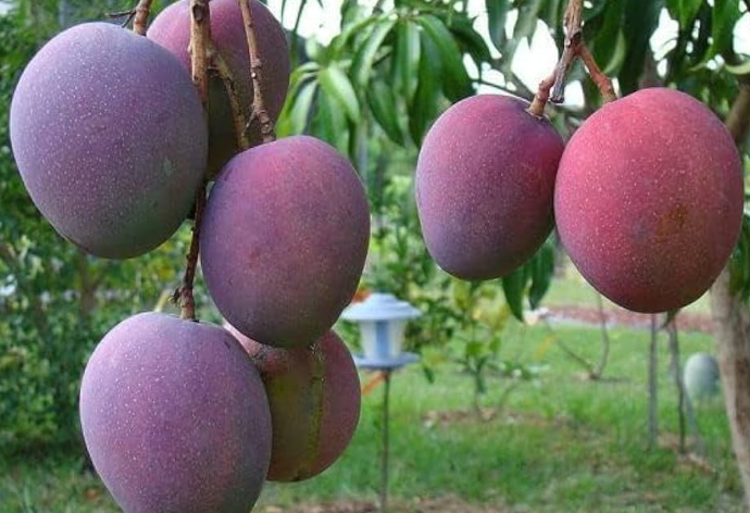Loại quả ‘trứng của mặt trời’ vừa được đấu giá hơn 16 triệu đồng/cặp tại một quốc gia châu Á, Việt Nam vừa trồng thành công tại TP HCM - Ảnh 1