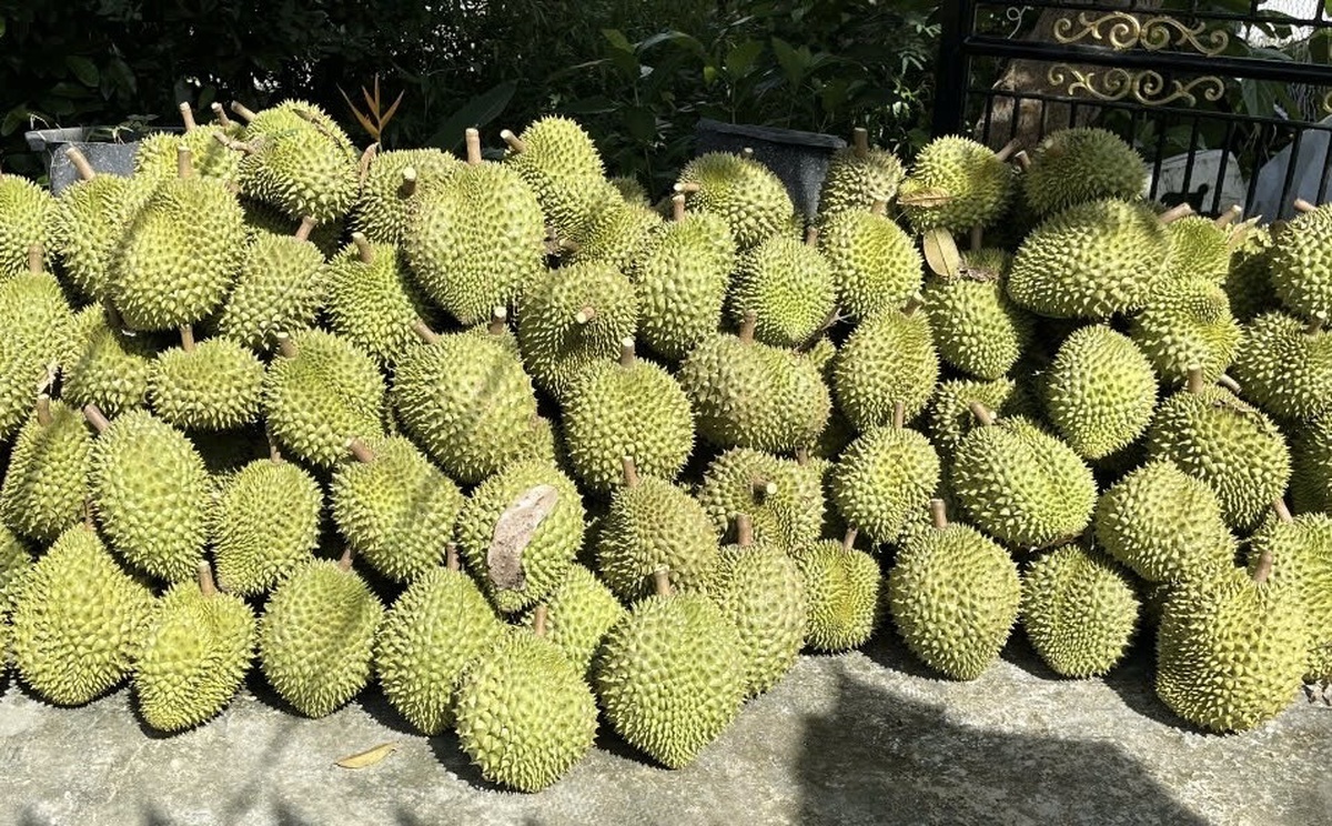 Giá sầu riêng Ri6 rơi tự do, nông dân đứng ngồi không yên