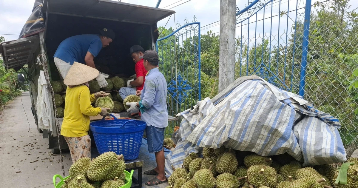 Nguyên nhân giá sầu riêng 'rẻ như bèo'