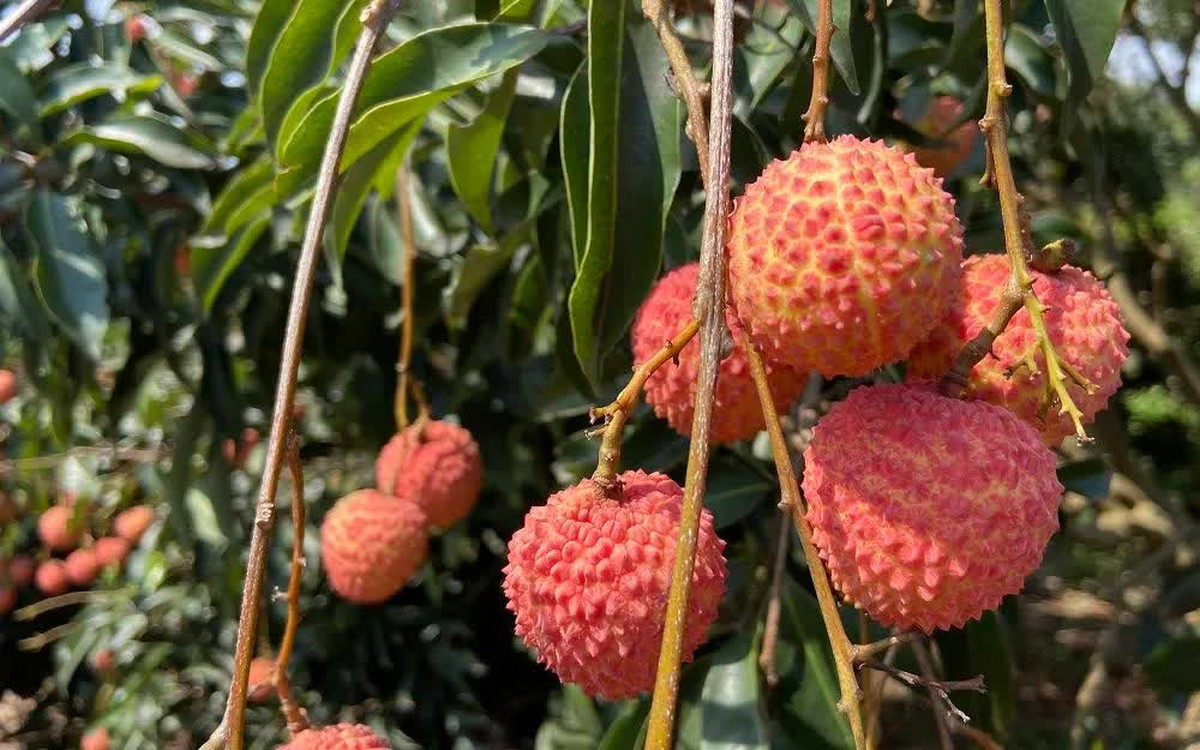 Sản lượng giảm mạnh, vải đầu vụ giá từ 50.000 - 70.000 đồng/kg