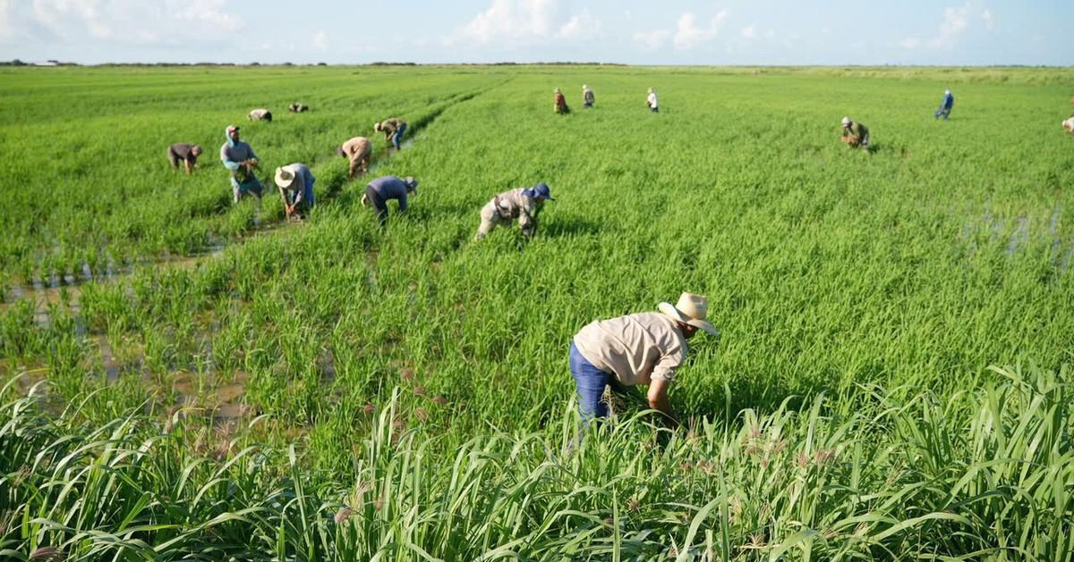 Cuba áp dụng cách của Việt Nam: Thả một loài vật xuống ruộng lúa, kết quả gây bất ngờ