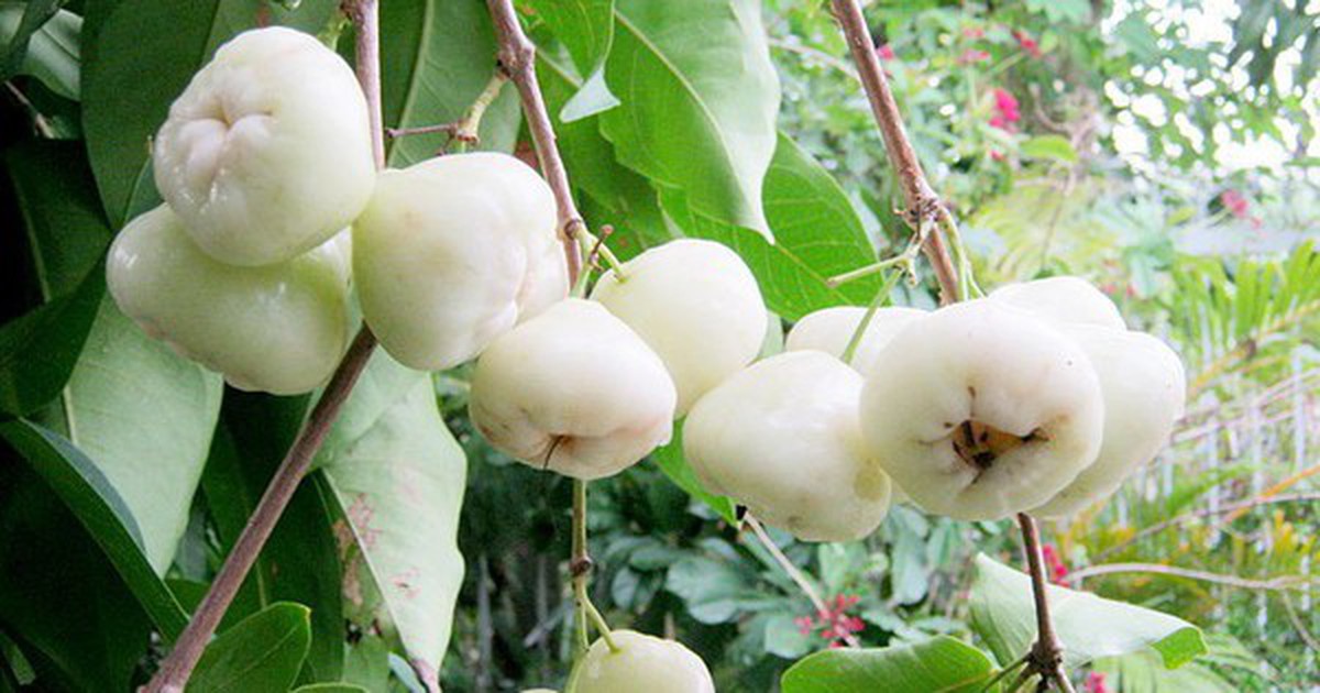 Thứ quả quê chín rụng ít ai nhặt: Sang nước ngoài giá vài trăm nghìn/kg, được ví như 'vua trái cây'