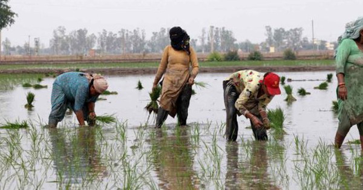 Gạo Ấn Độ, Thái Lan, Việt Nam sắp đón sóng gió, ‘thủ phạm’ là ai?