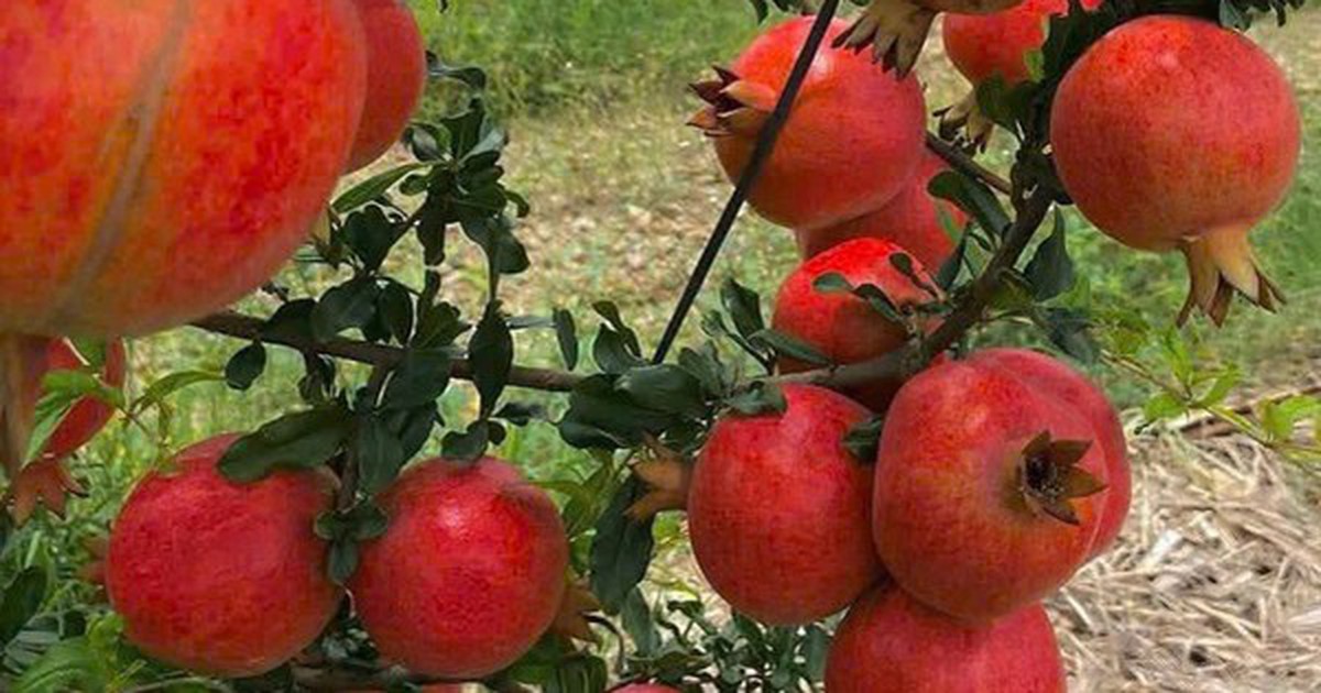 Tin vui cho 'tín đồ' trái cây ngoại: 2 loại quả nổi tiếng của Ấn Độ sắp vào Việt Nam, hứa hẹn giá 'vừa túi tiền'