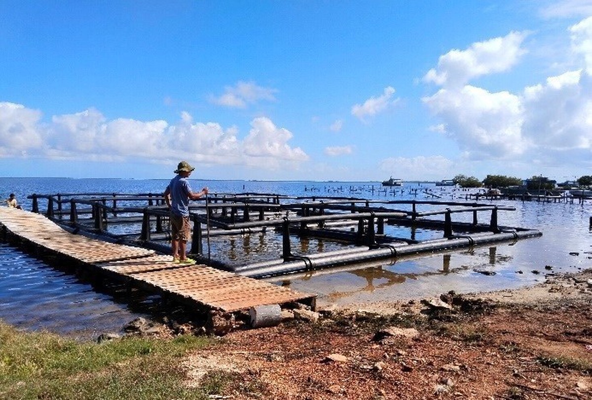 Cuba lao đao vì tôm hùm "biến mất", Việt Nam chung tay cứu ngành xuất khẩu tỷ đô