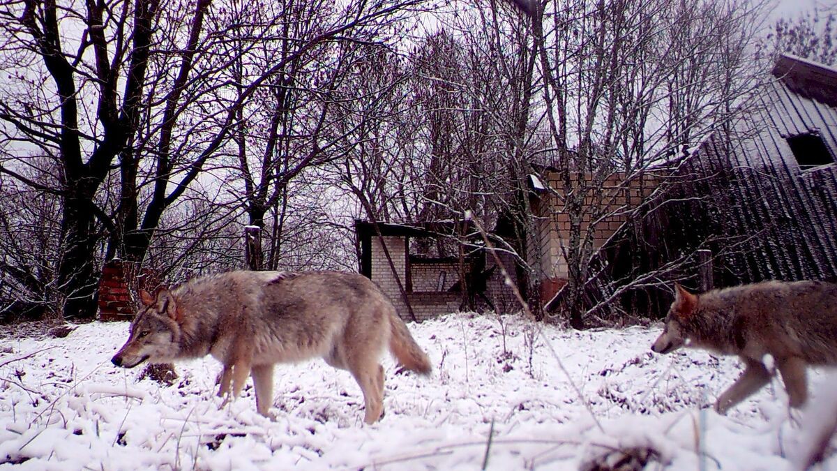 Sói hoang ở ‘đất chết’ Chernobyl tiến hoá, giới khoa học phát hiện dị thường