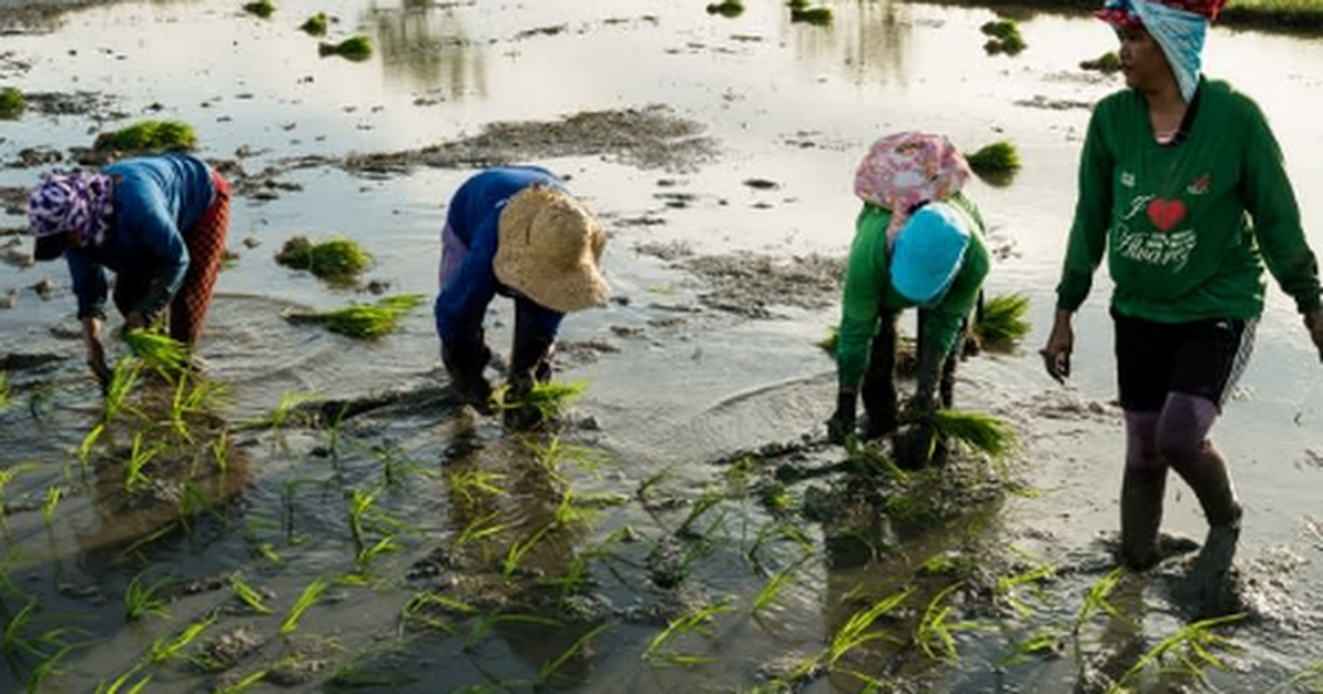Buồn của quốc gia nhập khẩu gạo lớn nhất thế giới: Sản lượng nội địa sắp giảm mạnh gần 1 nửa, nông dân chịu cú sốc kép