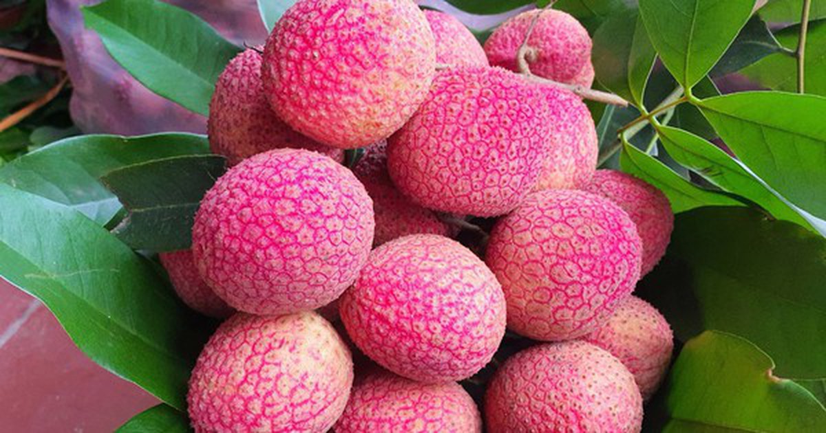 Loại vải to như quả trứng gà, giá 400.000 đồng/kg vẫn không có để ăn tại Thanh Hà