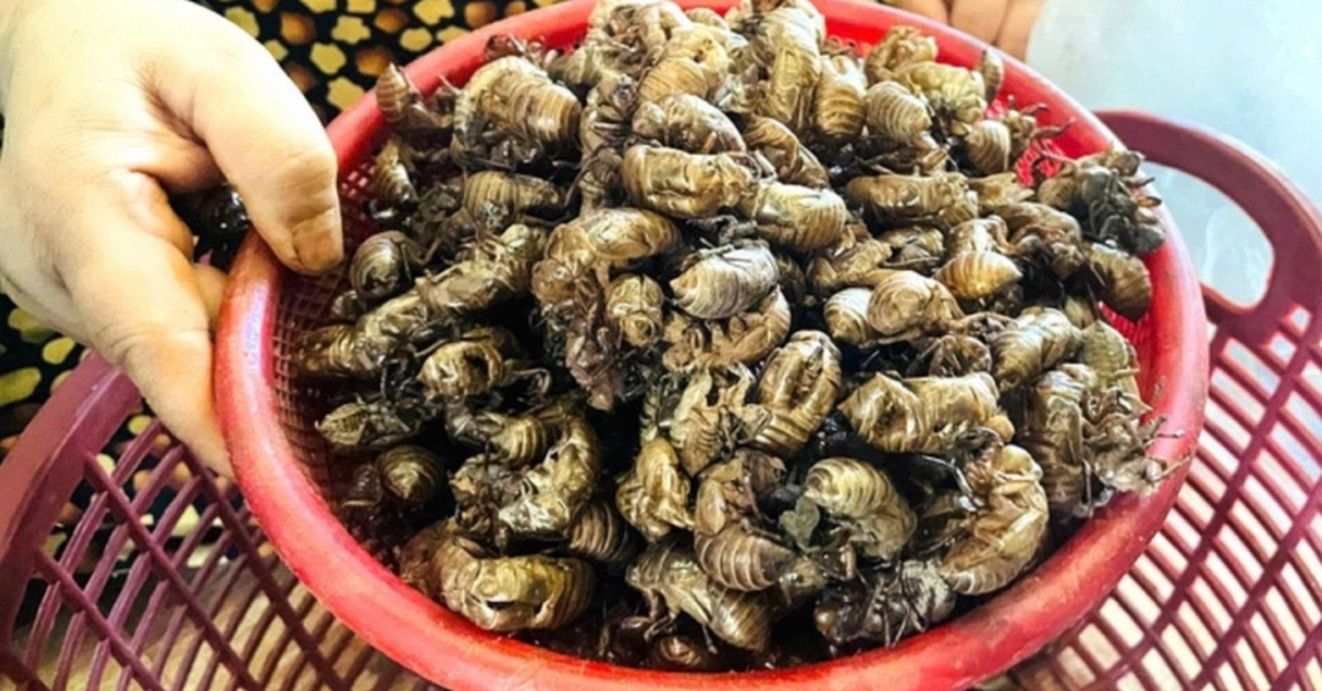 Thương lái bất ngờ thu mua 1 loại xác động vật giá 2 triệu đồng/kg, người dân đổ xô vào rừng tìm