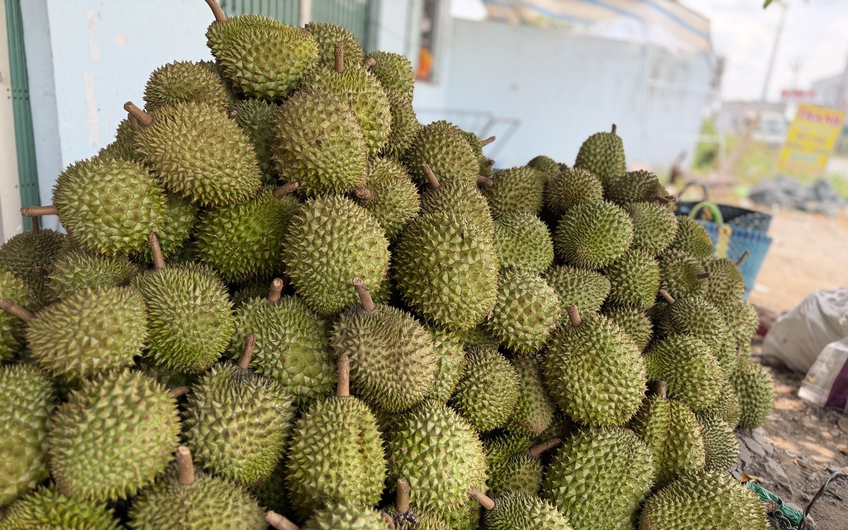 Cadimi: Lỗ hổng kỹ thuật hay hồi chuông cảnh báo với ngành sầu riêng?