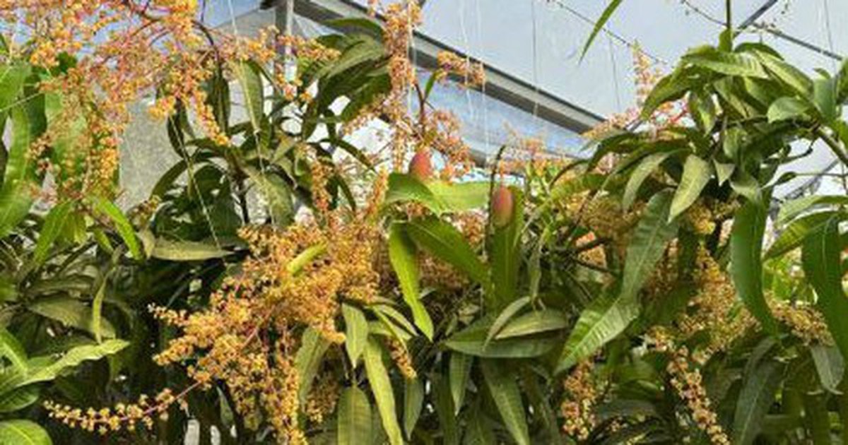 Quả "trứng mặt trời" đắt đỏ bậc nhất thế giới, 100 triệu đồng/cặp, ở Việt Nam có người trồng thành công