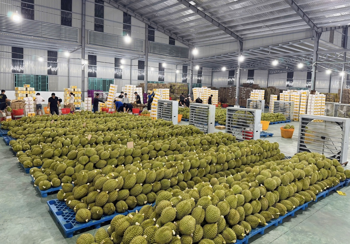 Cuộc đua kiểm nghiệm sầu riêng xuất khẩu: Container ùn ứ, doanh nghiệp 'hụt hơi'