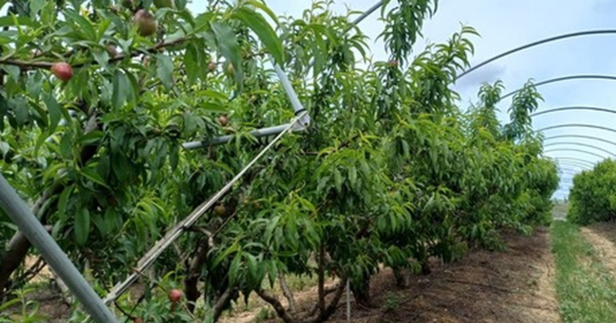 Không phải dầu thô, một mặt hàng của Iran đang gặp khó do xung đột: Mỗi lô hàng lỗ 50%, Ấn Độ bị ‘vạ lây’