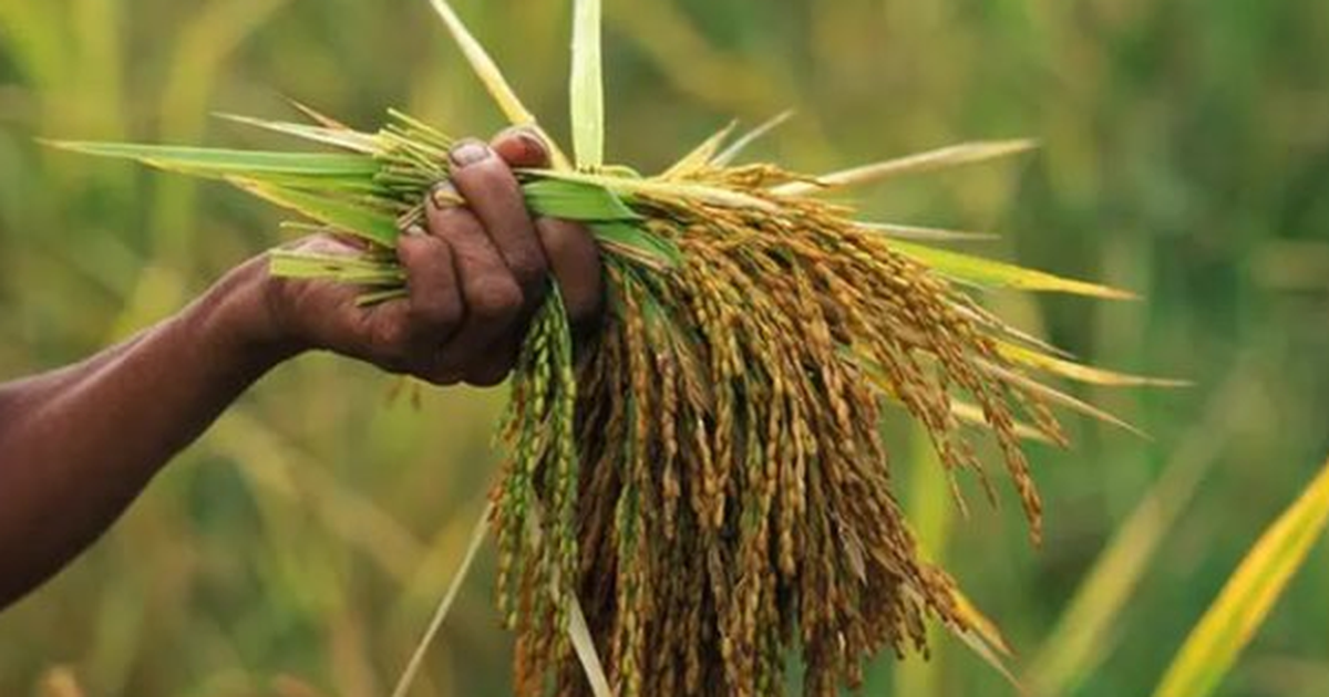 Vừa tuyên bố sẽ tự túc lương thực, một khách ruột của Việt Nam chuẩn bị trở thành 'trùm' xuất khẩu: Hàng chục nghìn tấn giao thành công sang Trung Đông