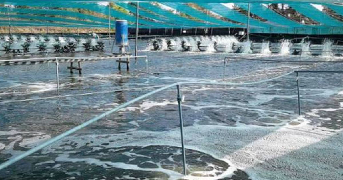Không phải đất hiếm hay sầu riêng, một mỏ vàng của Việt Nam vừa mang về 1,5 tỷ USD: Mỹ, Trung Quốc đều là ‘khách ruột’, nước ta xuất khẩu đứng thứ 3 thế giới