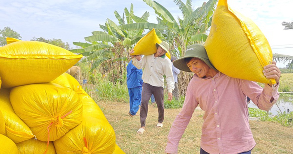 Lý do Việt Nam nhập khẩu lúa gạo đứng thứ 2 thế giới