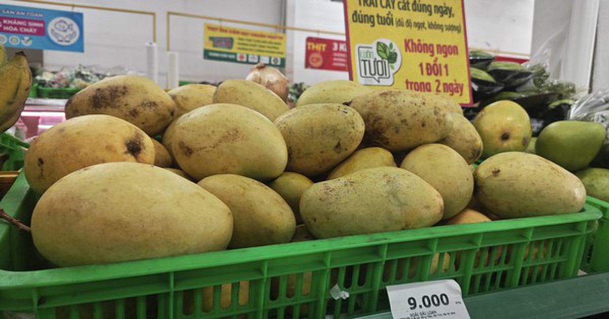 Xoài rẻ hiếm có, nhà máy mua trữ đến tháng 10