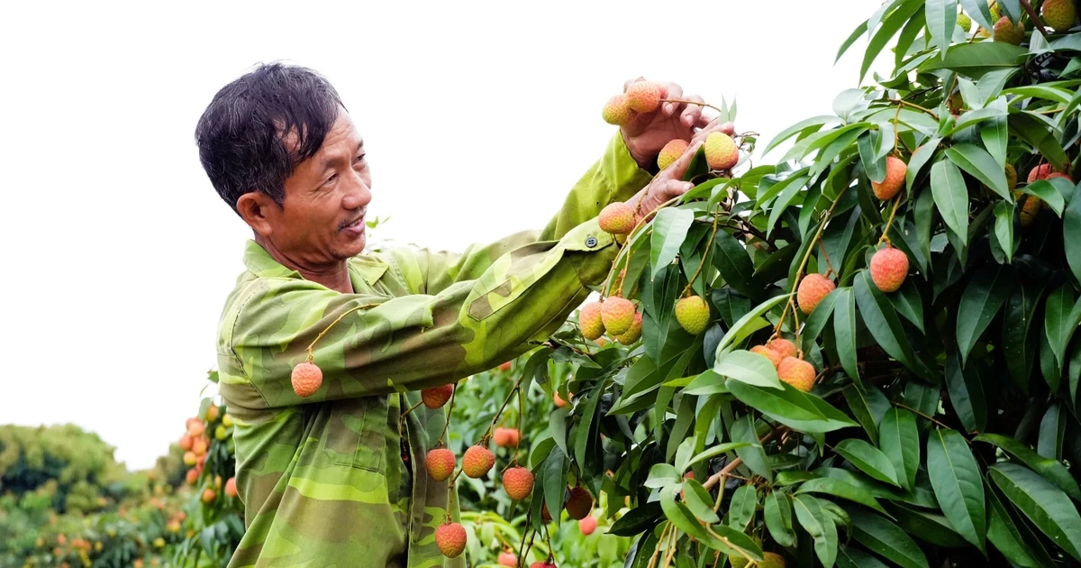 Khóc, cười mùa vải thiều Bắc Ninh