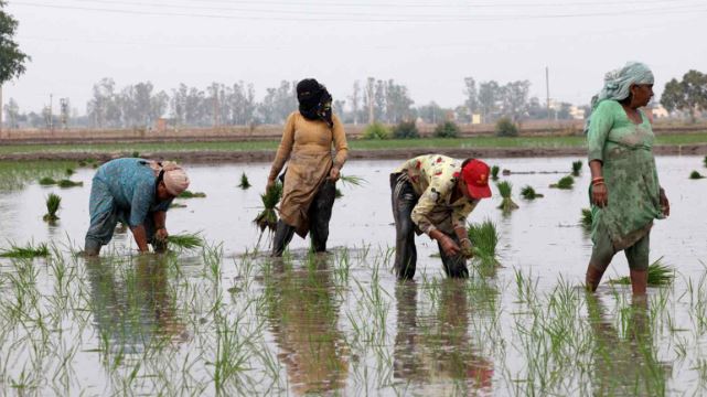 Gạo Ấn Độ, Thái Lan, Việt Nam sắp đón sóng gió, ‘thủ phạm’ là ai? - Ảnh 1