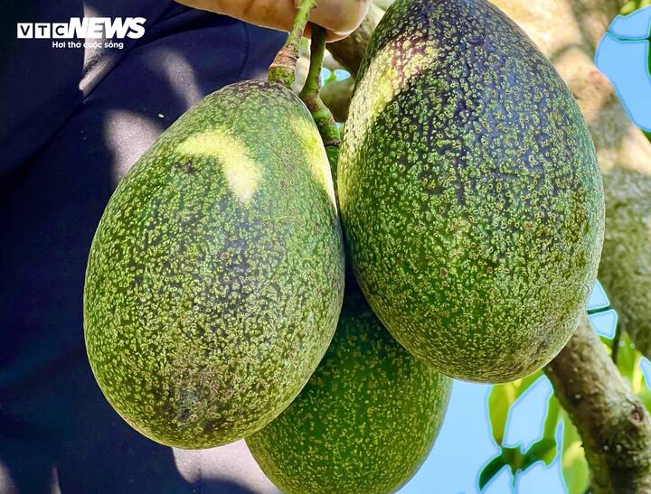 Bơ 160.000 đồng/kg vẫn ‘cháy hàng’, khách muốn mua phải đặt trước cả tháng - Ảnh 4