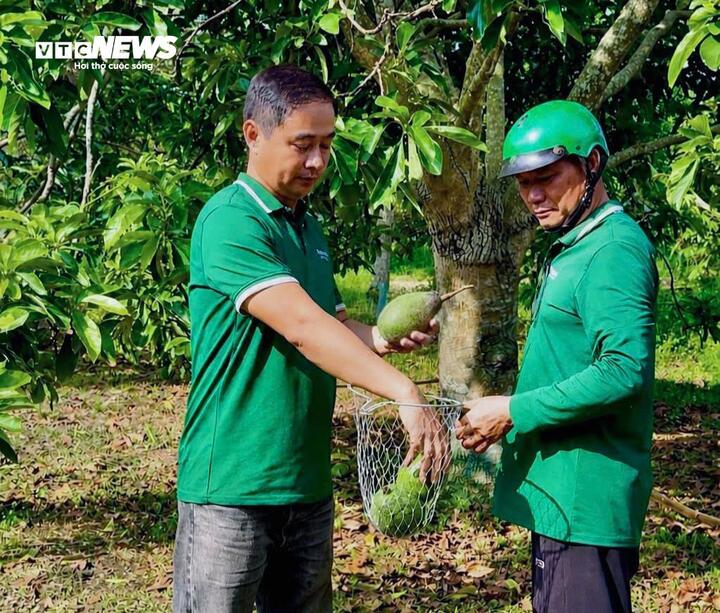 Bơ 160.000 đồng/kg vẫn ‘cháy hàng’, khách muốn mua phải đặt trước cả tháng - Ảnh 3