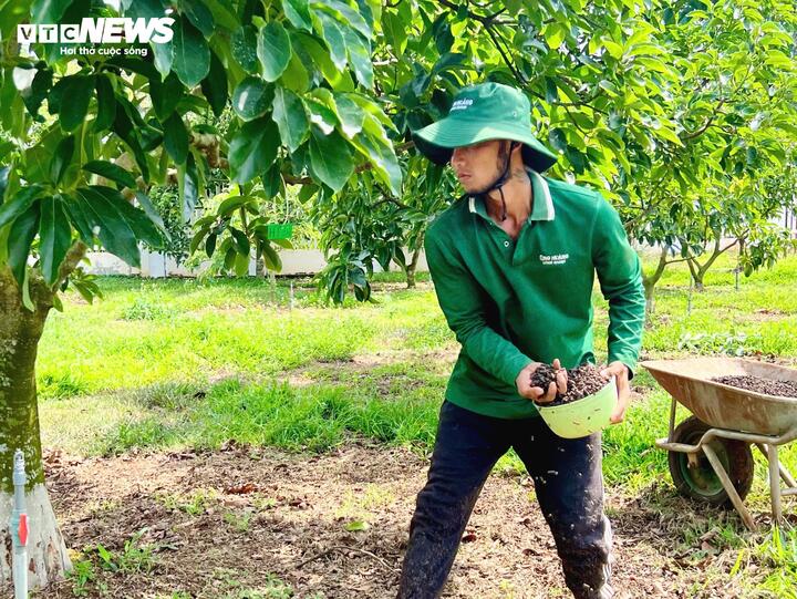 Bơ 160.000 đồng/kg vẫn ‘cháy hàng’, khách muốn mua phải đặt trước cả tháng - Ảnh 1