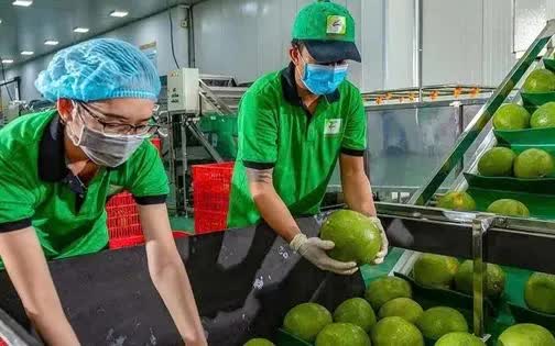Bưởi, chanh Việt Nam rộng cửa vào thị trường Trung Quốc - Ảnh 1