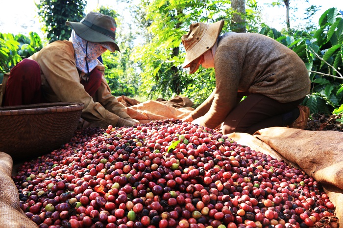 Giữa 'cơn bão' giảm giá, một mặt hàng của Việt Nam vẫn đón tin vui lớn từ EU - Ảnh 1