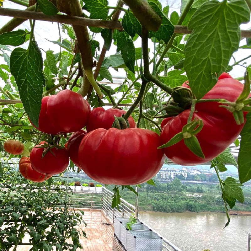 Loại quả được Mỹ đánh giá tốt nhất thế giới: Ở Việt Nam có giống 'xấu lạ' giá 80.000 đồng/kg vẫn cháy hàng - Ảnh 2