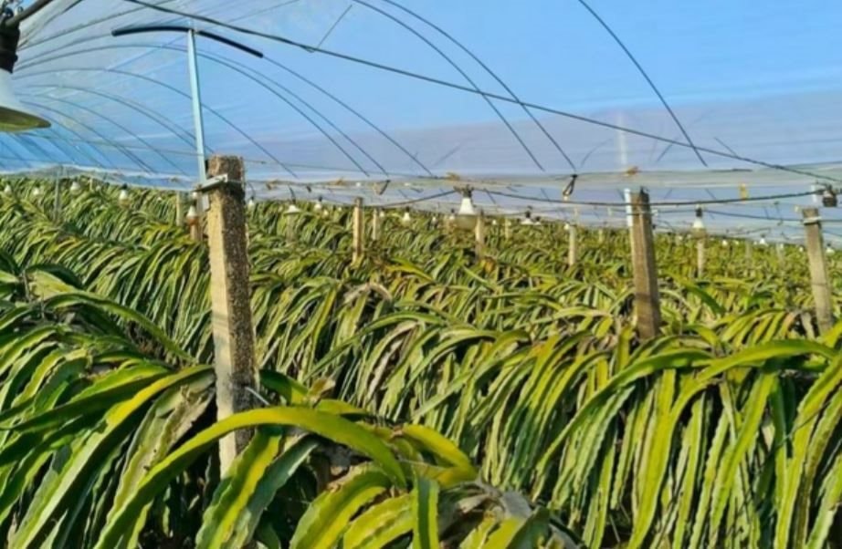 Không phải sầu riêng, Trung Quốc than khó với loại trái cây Việt Nam đang sản xuất đứng đầu thế giới: Giá chạm đáy 18.000 đồng/kg - Ảnh 1