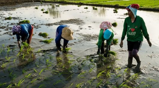 Buồn của quốc gia nhập khẩu gạo lớn nhất thế giới: Sản lượng nội địa sắp giảm mạnh gần 1 nửa, nông dân chịu cú sốc kép - Ảnh 1