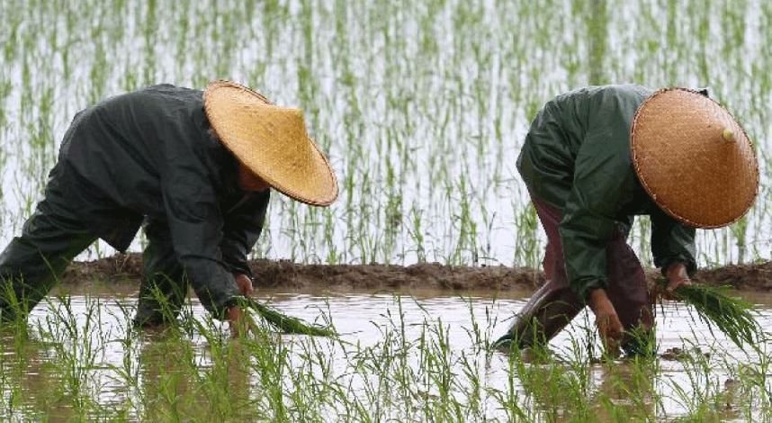 Từ nước nhập khẩu đến siêu cường tự chủ: Áp lực nuôi sống 1 tỷ dân trở thành ván bài sống còn của Trung Quốc, đánh cược lật đổ ngành nông sản toàn cầu - Ảnh 3