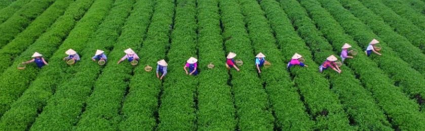 Từ nước nhập khẩu đến siêu cường tự chủ: Áp lực nuôi sống 1 tỷ dân trở thành ván bài sống còn của Trung Quốc, đánh cược lật đổ ngành nông sản toàn cầu - Ảnh 4