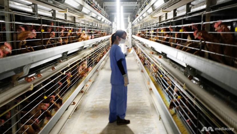 "Đột nhập" nhà máy trứng sản xuất 600.000 quả/ngày: Vì sao ở đây gà đẻ gần như không có ngày nghỉ? - Ảnh 1