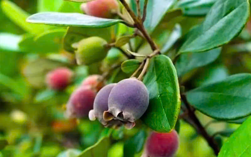 Từng rụng đầy gốc không ai nhặt, thứ quả rừng 'tím lịm' bất ngờ thành đặc sản 130.000 đồng/kg - Ảnh 1