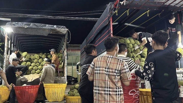 Giá sầu riêng Ri6 rơi tự do, nông dân đứng ngồi không yên - Ảnh 2