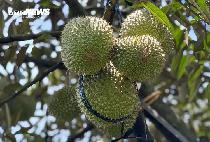 Giá sầu riêng Ri6 rơi tự do, nông dân đứng ngồi không yên - Ảnh 3