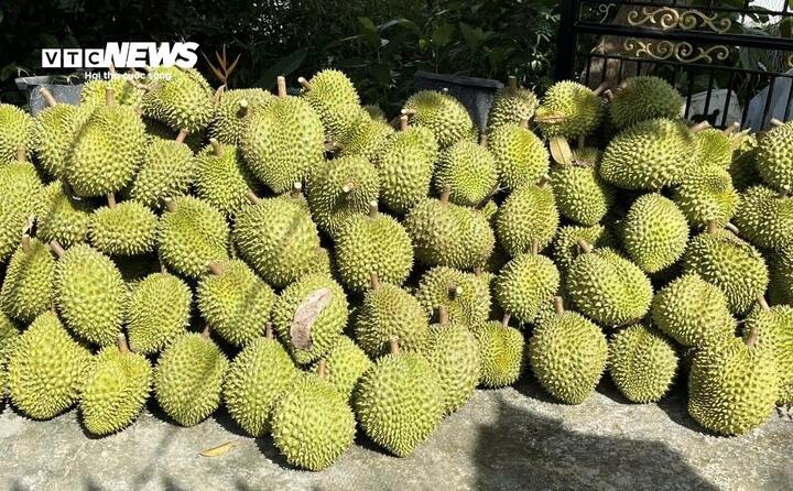 Giá sầu riêng Ri6 rơi tự do, nông dân đứng ngồi không yên - Ảnh 4