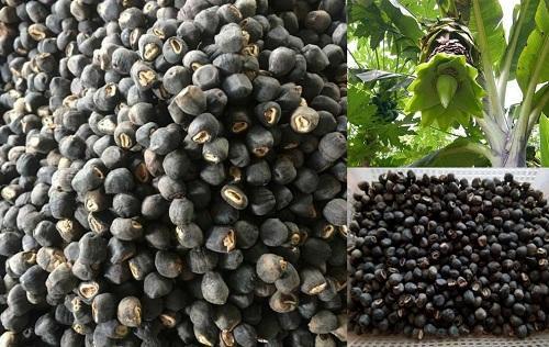 Loại quả 'cô đơn' mọc giữa rừng sâu: Giá 120.000đ/kg vẫn không có mà mua, quý hơn cả dược liệu - Ảnh 2
