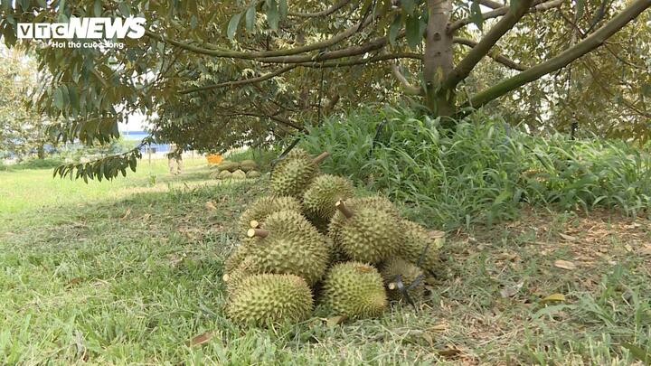 Cadimi: Lỗ hổng kỹ thuật hay hồi chuông cảnh báo với ngành sầu riêng? - Ảnh 4