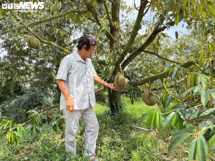 Cơn lao dốc của ‘vua trái cây’: Thương lái bỏ cọc, nhà vườn ôm nợ - Ảnh 1
