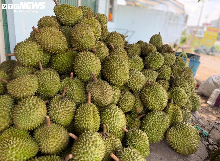 Giá sầu riêng Ri6 bật tăng trở lại - Ảnh 2